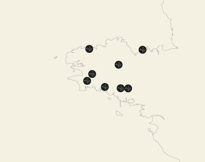Les producteurs de thé en Bretagne