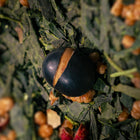 N°4 Genmaicha