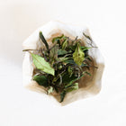 thé blanc breton premium 